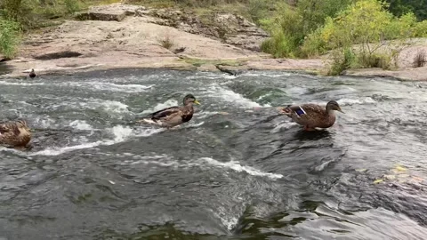 Five ducks walking upstream on river rocks Stock Footage 317112618