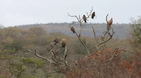 Five Eagles and two Vultures sitting in a tree Stock Footage 31980803