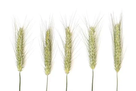 Five ear Stock Photos