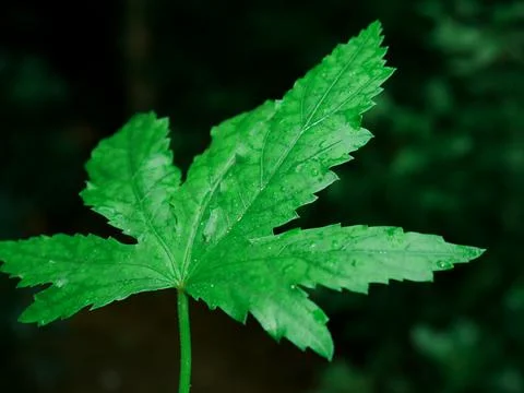 Five edge green leaf image, nature commercial background presenting on dark b Stock Photos