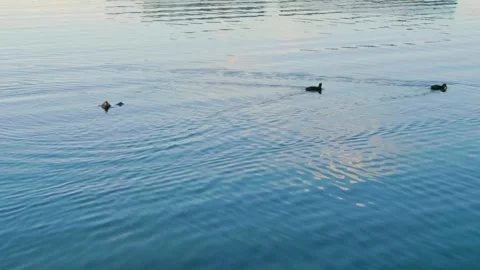 Five Eurasian Coots Swimming in a Line on the Ros River, Ukraine at Sunset Stock Footage 326379307