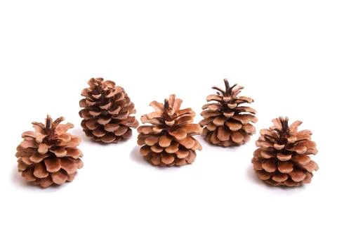 Five fir cones Stock Photos
