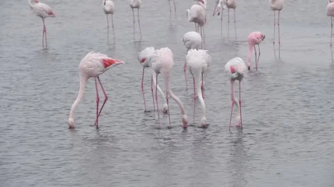Five flamingos ‘dance’ in sync: heads down — Contin.. Part 3 Vidéo 319960685