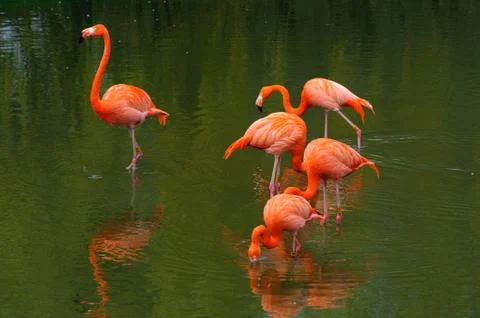 Five flamingos feeding Stock Photos