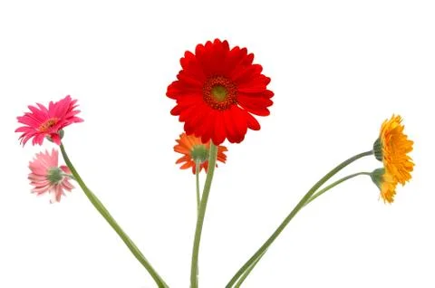 Five flowers Stock Photos