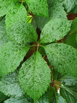 Five-fold leaf of Virginia creeper (Parthenocissus quinquefolia) sprinkled .. Stock Photos