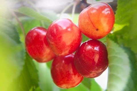 Five Fresh Cherries on Branch Stock Photos