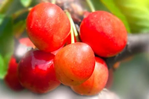 Five Fresh Cherries on Branch2 Stock Photos
