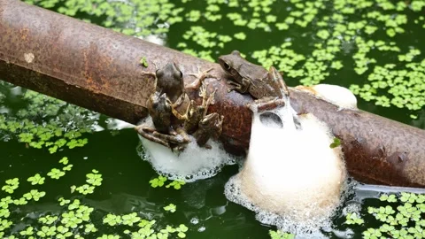Five Frogs are mating and laying egg in chunk of foam on metal pipe Stock Footage 156842038