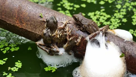 Five Frogs are mating and laying egg in chunk of foam on metal pipe Stock Footage 156884281