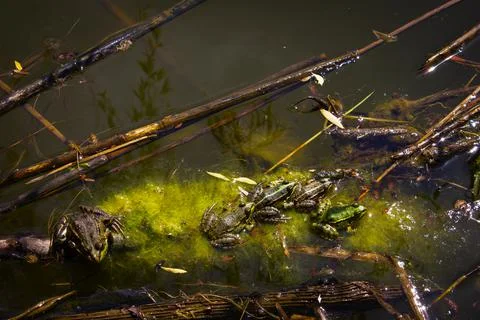 Five frogs in the river sit on algae. Stock Photos