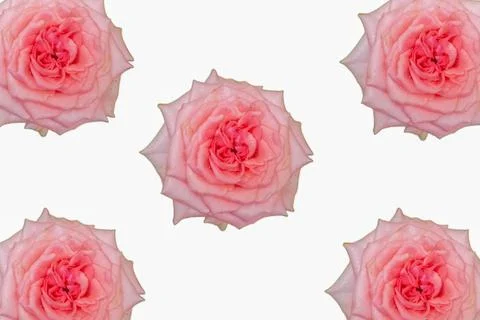 Five Fully Bloomed Pink Roses Arranged on White Background. Stock Photos