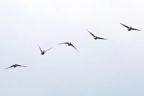 Five Geese Flying Stock Photos