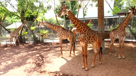 Five giraffes in full growth. Stock Footage 48559638