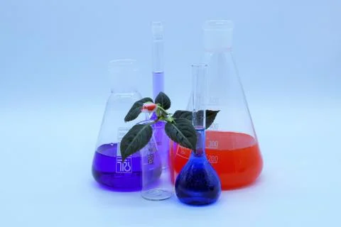 Five glass flasks with a multi-colored liquid and a flower. 스톡 사진