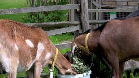 Five goats eating from one bucket. Stock Footage 159865610