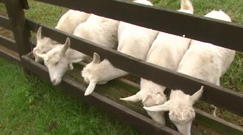 Five goatseating from trough  Stock Footage 12026194