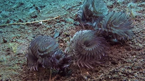 Five gray duster worm sit on black volcanic sand . Stock Footage 134591767