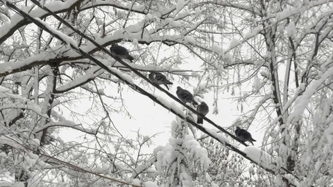 Five gray pigeons on electric wire, snowflakes falling, snow on branches, winter Stock Footage 84667134