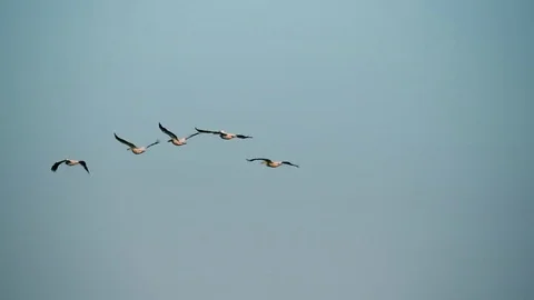 Five great white pelicans fly in formation in sky Stock Footage 71266445