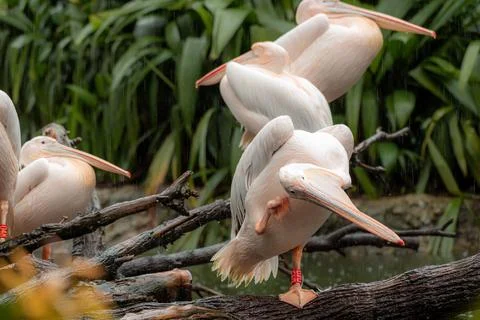 Five great white pelicans standing on the tree during the rainy day Stock Photos