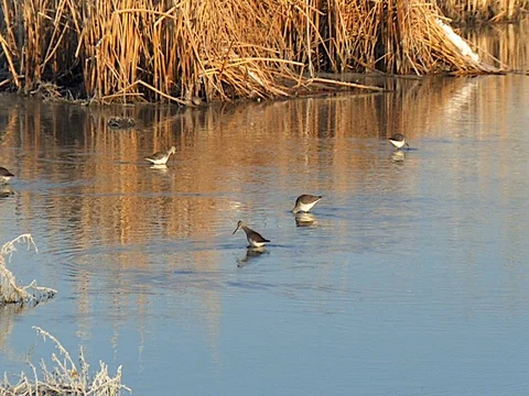 Five Greater Yellowlegs Wading in a Marsh Stream Stock Footage 124274010