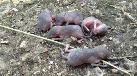 Five Grey little Pectoral Mouse Kids On The Ground Stock Footage 68962806