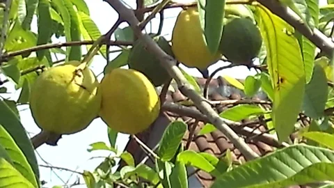 Five guava fruit on the tree. 3 of them is old yellow guava. Stock Footage 120724889