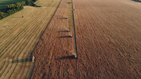 Five harvesting machines working in a rye field. Top view from the drone Stockbeeldmateriaal 145690576