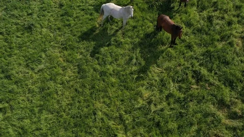 Five horses Stock Footage 109336811