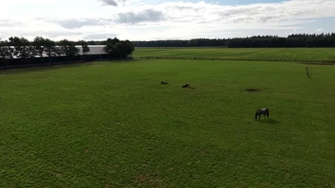 Five horses graze scattered across vast green pasture, dark barn lines fenced Stock Footage 346180132