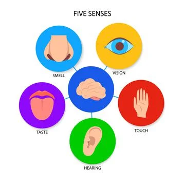 Five human senses banner in flat style Stock Illustration