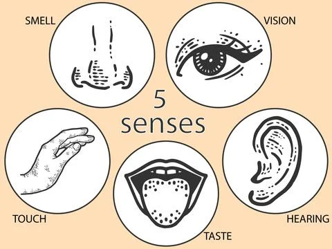 Five human senses, touch and smell, hearing, vision, taste. Lip, ear and nose Stock Illustration