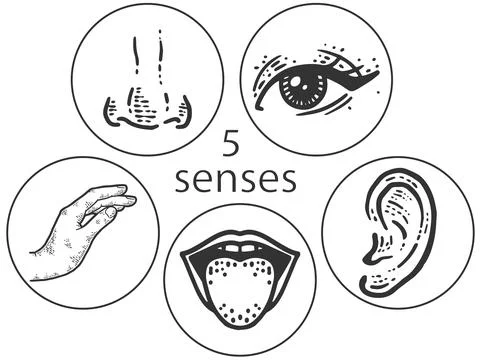 Five human senses, touch, smell, hearing, vision, taste. Lip, ear, nose, eye and Stock Illustration