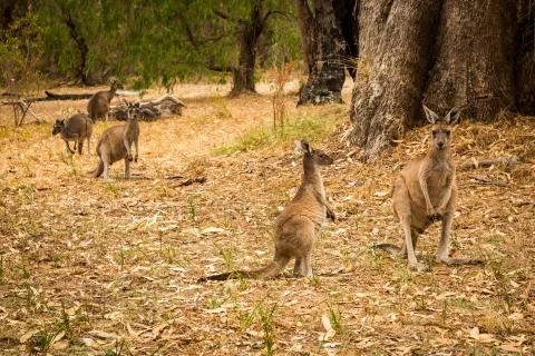 Five kangaroo standing in bush Stock Photos