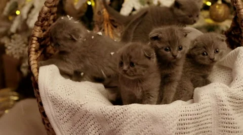 Five kittens in a basket Video stock 57661352