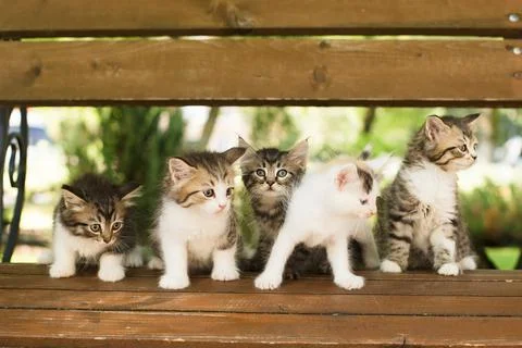 Five kittens on a bench, in the summer Foto stock