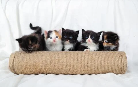 Five kittens, scratching post Stock Photos