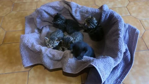 Five kittens in their kennel Vídeo Stock 239941335