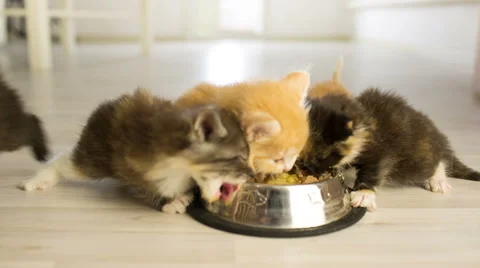 Five Kitty  Eating Video stock 49693155