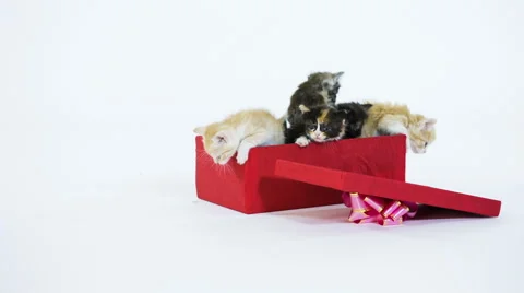 Five Kitty  in a Gift Box Stock-Footage 49912052