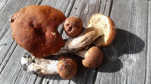 Five large and small aspen mushrooms with orange caps on old boards Stock Photos