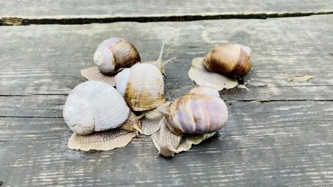 Five large forest snails on an abstract wooden surface. Stock Footage