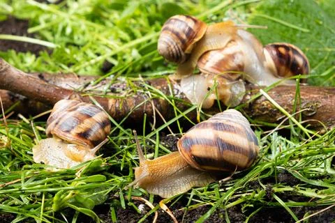 Five large grape garden snails Helix pomatia live in the forest on the grass. Stock Photos