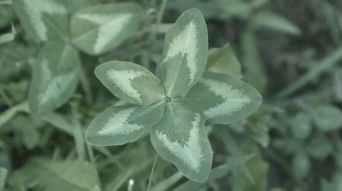 Five Leaf Clover Closeup static Video stock 50797170