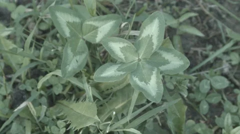 Five Leaf Clover with Three Leaf Clover in Background Video stock 50797529