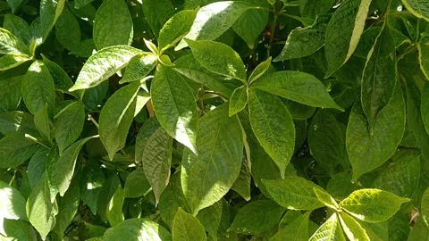 Five Leaved Chaste Tree Vitex Negundo Medicinal Herbal Plant Stock Footage 339143174