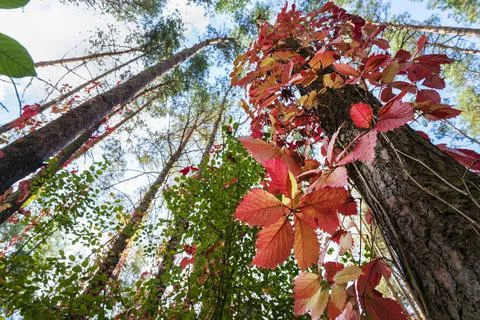 Five-leaved ivy wrapping a tree 스톡 사진