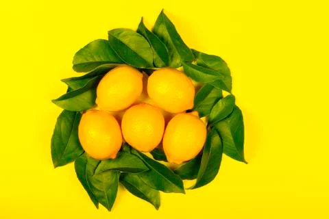 Five lemons surrounded by lemon tree leaves isolated on yellow Stock Photos