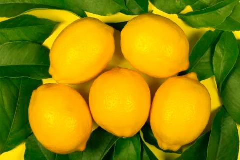 Five lemons surrounded by lemon tree leaves isolated on yellow Foto stock